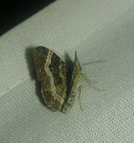 Epirrhoe alternata 