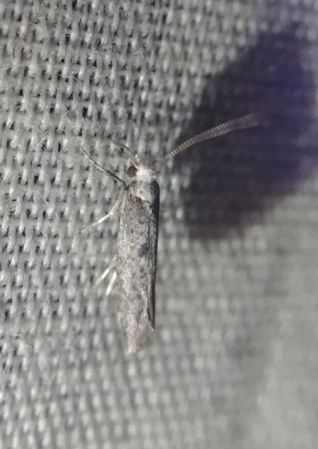 Paraswammerdamia albicapitella 