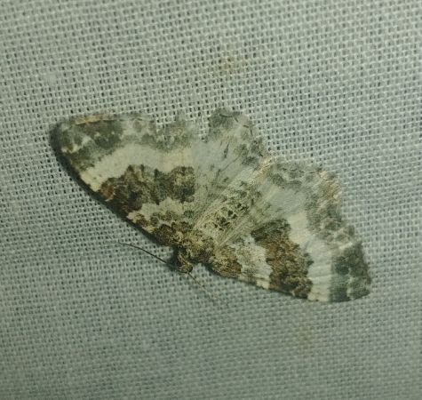 Epirrhoe rivata 
