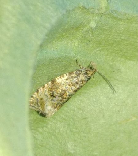 Orthotaenia undulana 