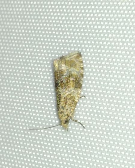 Orthotaenia undulana 