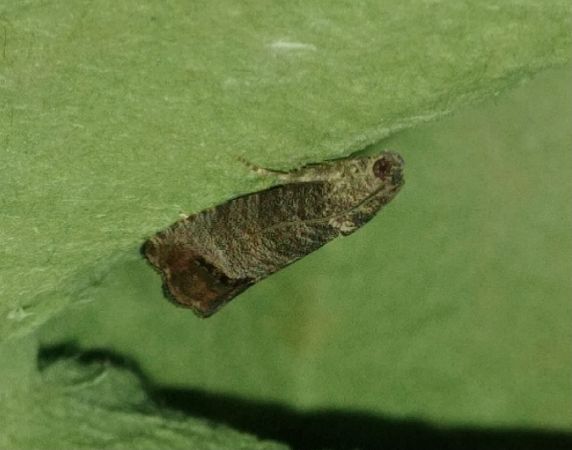 Cydia pomonella 
