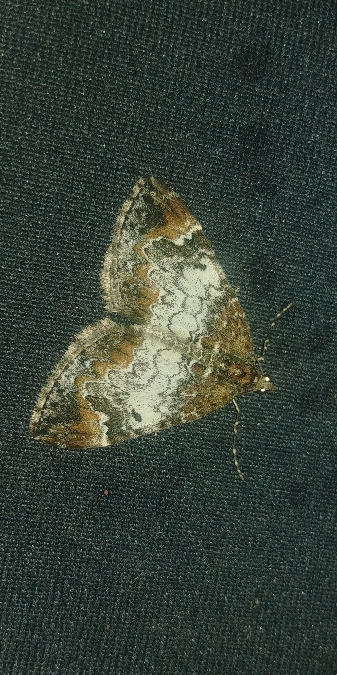 Dysstroma truncata 