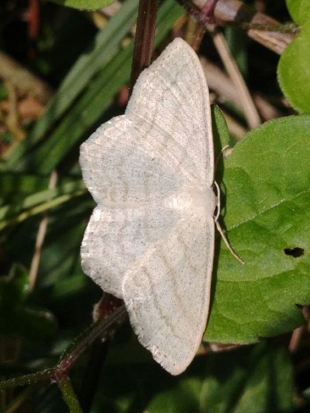 Scopula umbelaria 