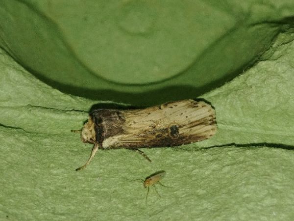 Noctuelle putride 