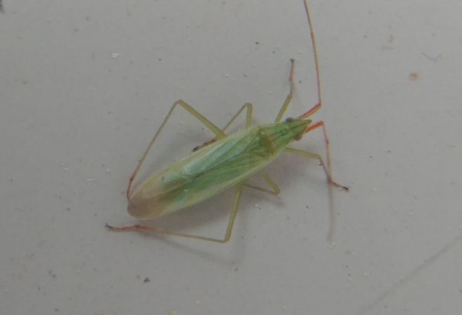 Trigonotylus caelestialium 