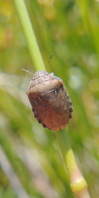 Eurygaster maura 