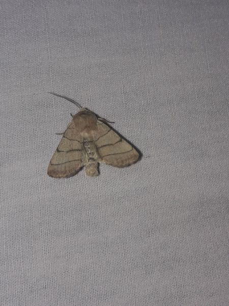 Charanyca trigrammica  - Sylvain Lethuillier