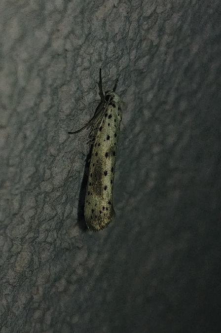 Yponomeuta irrorella 