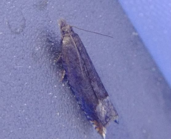 Ancylis tineana 