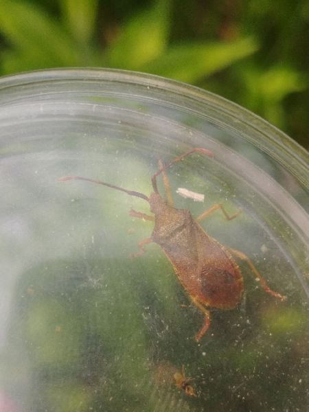Gonocerus acuteangulatus 