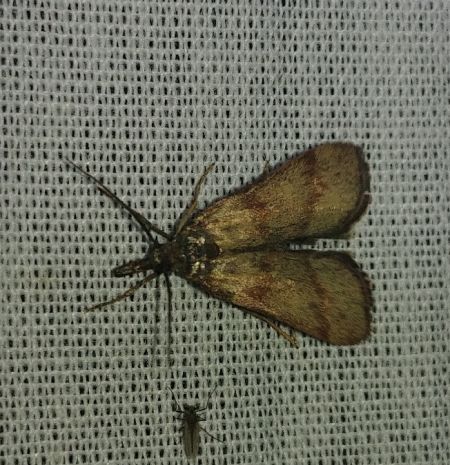 Hypochalcia ahenella 