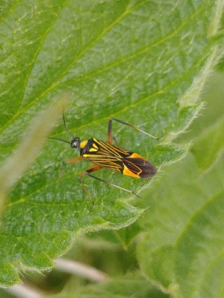 Miris striatus 