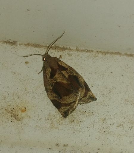 Archips crataegana 