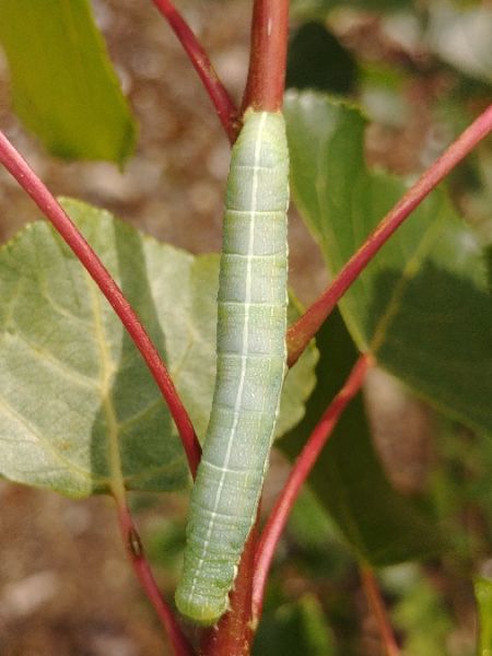 Orthosia incerta 