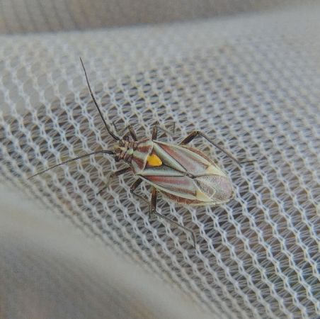 Horistus orientalis 