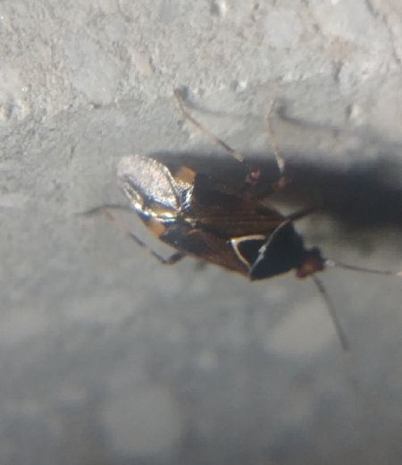 Deraeocoris flavilinea 