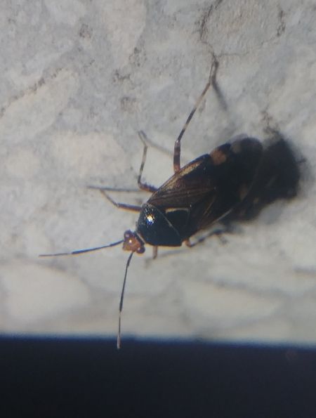 Deraeocoris flavilinea 