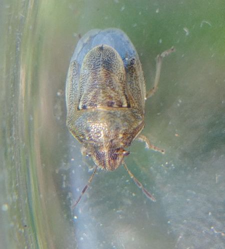 Neottiglossa leporina 