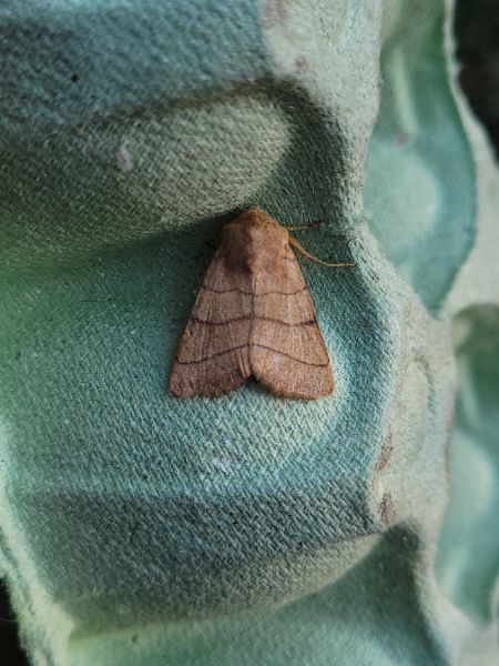 Charanyca trigrammica  - Thomas Lux