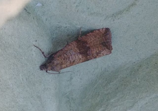 Celypha striana 
