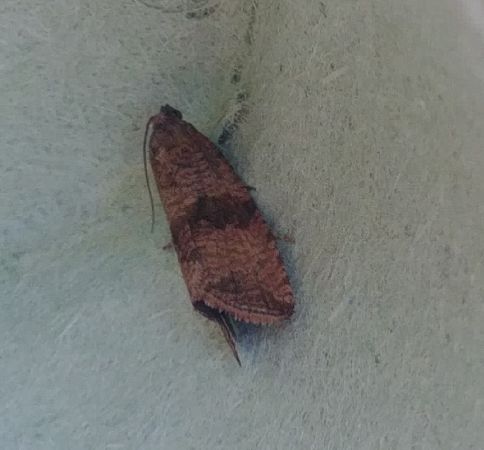 Celypha striana 