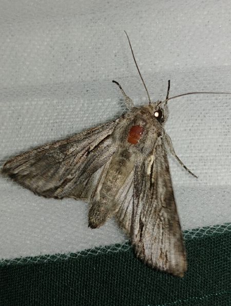 Auchmis detersa 