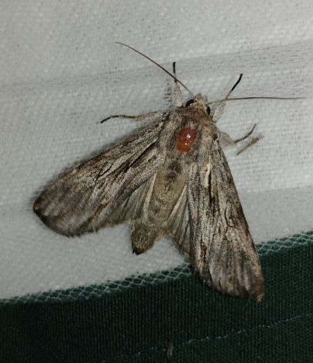 Auchmis detersa 
