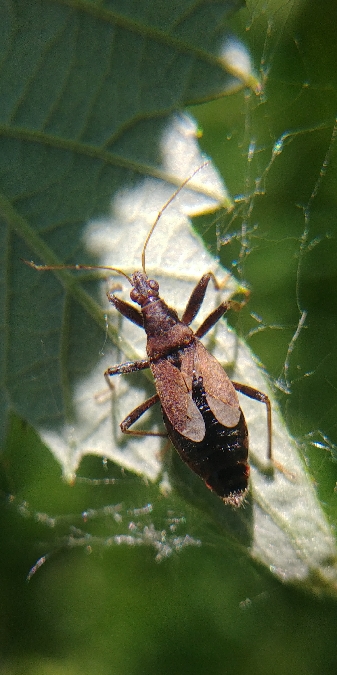 Himacerus mirmicoides 