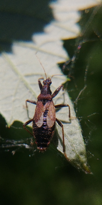 Himacerus mirmicoides 
