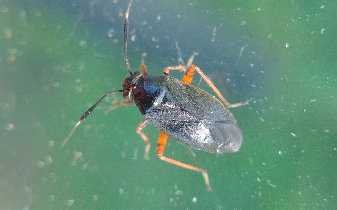 Capsus ater 