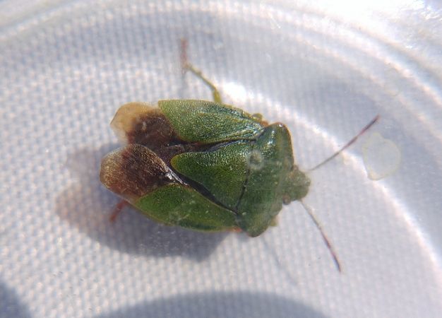 Palomena prasina 