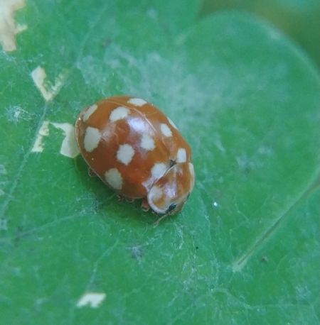 Coccinelle à 14 points 