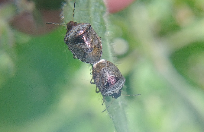 Eysarcoris venustissimus 