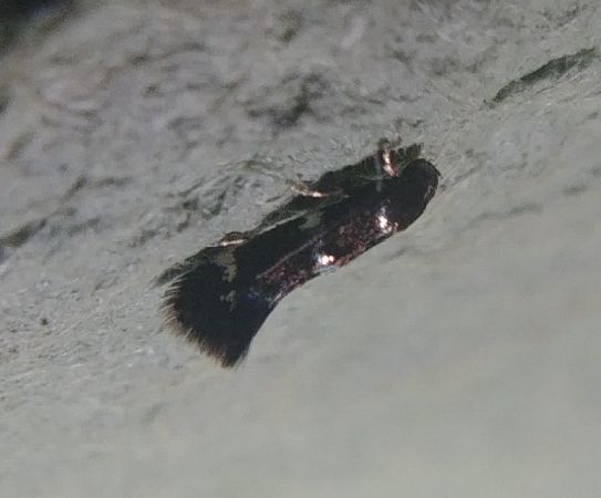 Stephensia brunnichella 