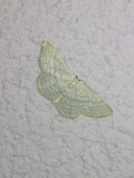 Idaea subsericeata 