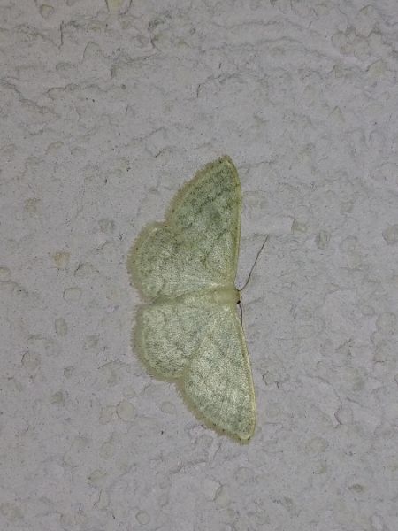 Idaea subsericeata 