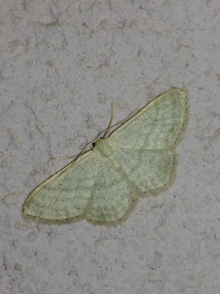 Idaea subsericeata 