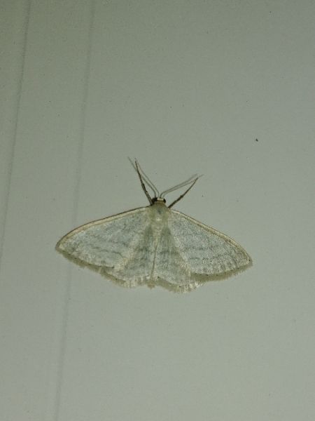 Idaea subsericeata 