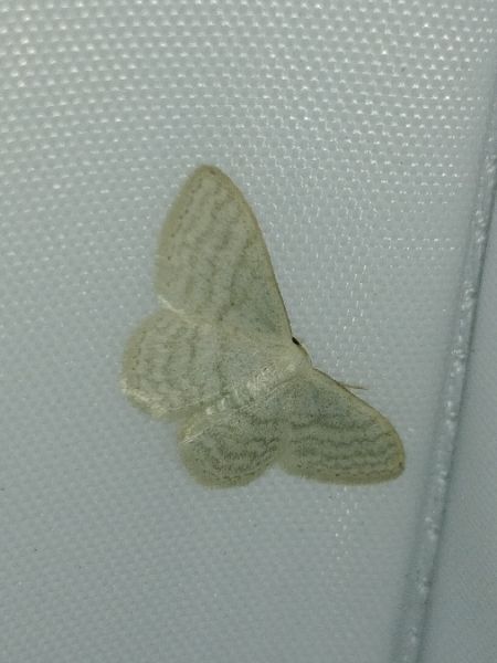 Idaea subsericeata 