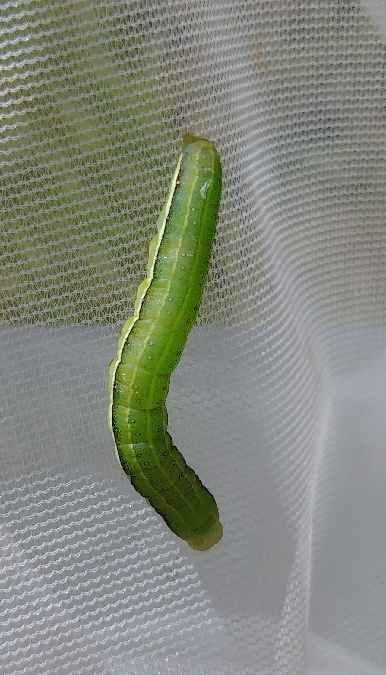 Orthosia incerta 