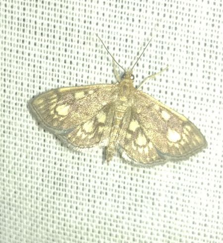Anania stachydalis 