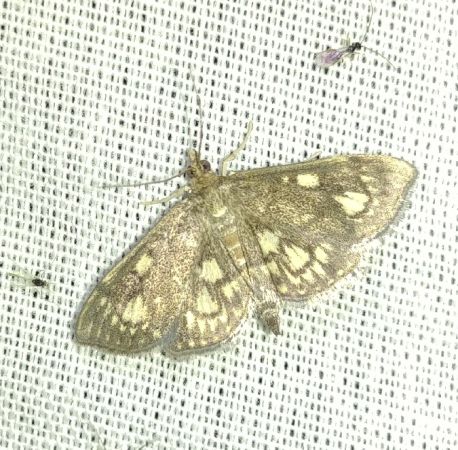 Anania stachydalis 
