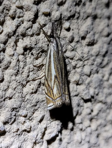 Crambus lathoniellus  - Thomas Lux