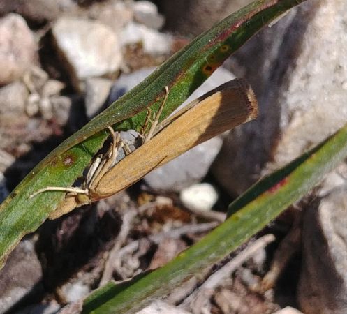 Pediasia luteella 