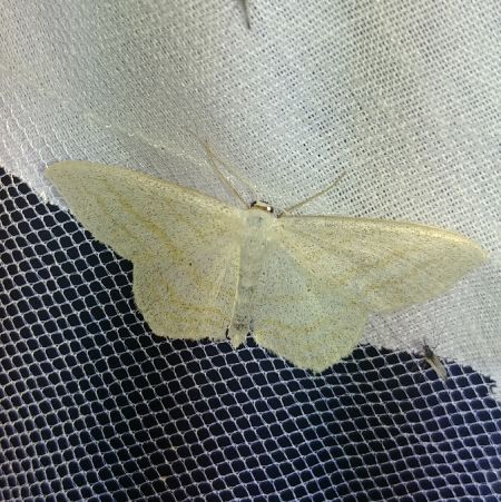 Scopula umbelaria 
