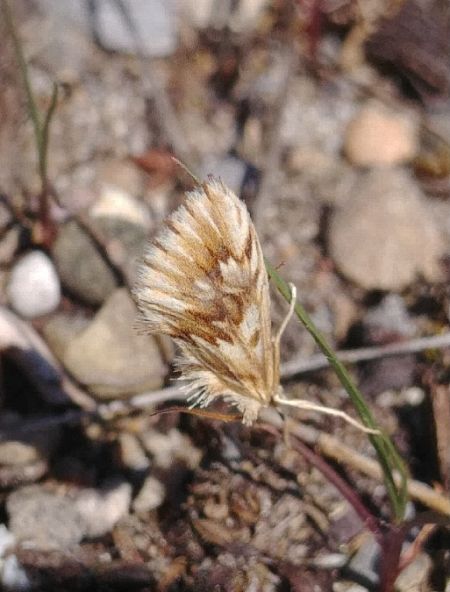 Cynaeda dentalis 