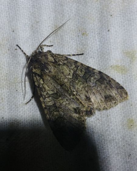 Polia nebulosa 