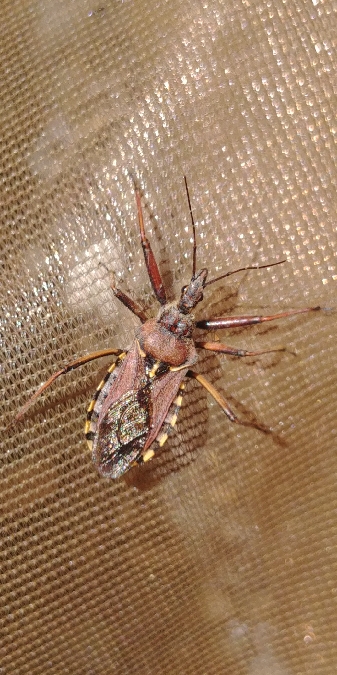Rhynocoris erythropus 