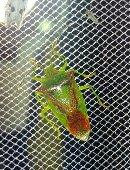 Acanthosoma haemorrhoidale 